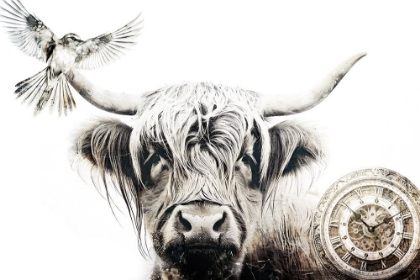Picture of COW HIGHLAND ILLUSTRATION ART 06