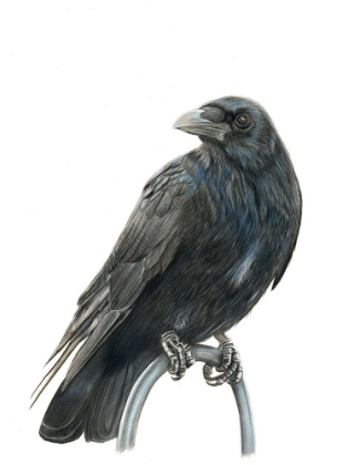 Picture of NEVERMORE