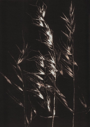 Picture of WILD GRASS