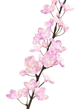 Picture of APRIL CHERRY BLOSSOMS WHITE