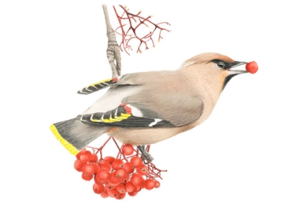 Picture of WAXWING