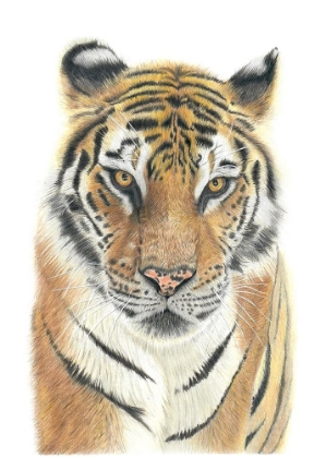 Picture of TIGER