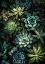 Picture of FLOWERS PLANT ART SUCCULENTS AND CACTI