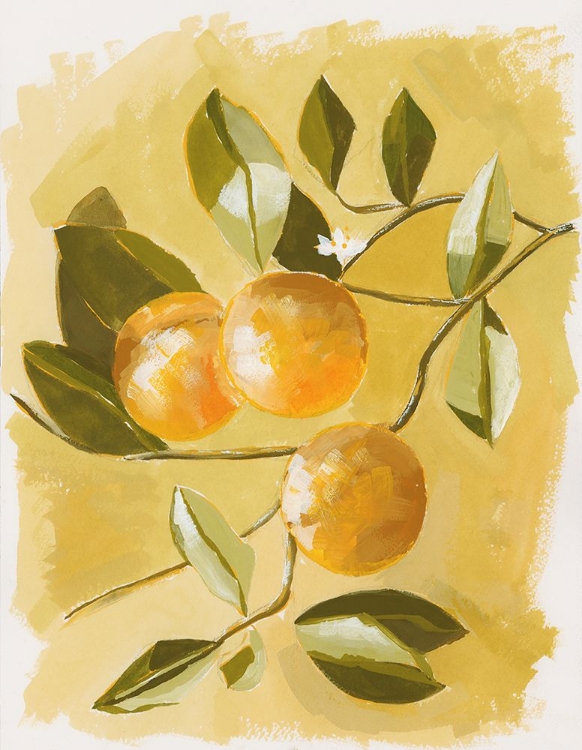 Picture of ORANGE TREE