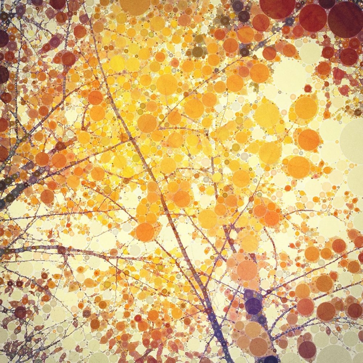 Picture of YELLOW AUTUMN BIRCH LEAVES