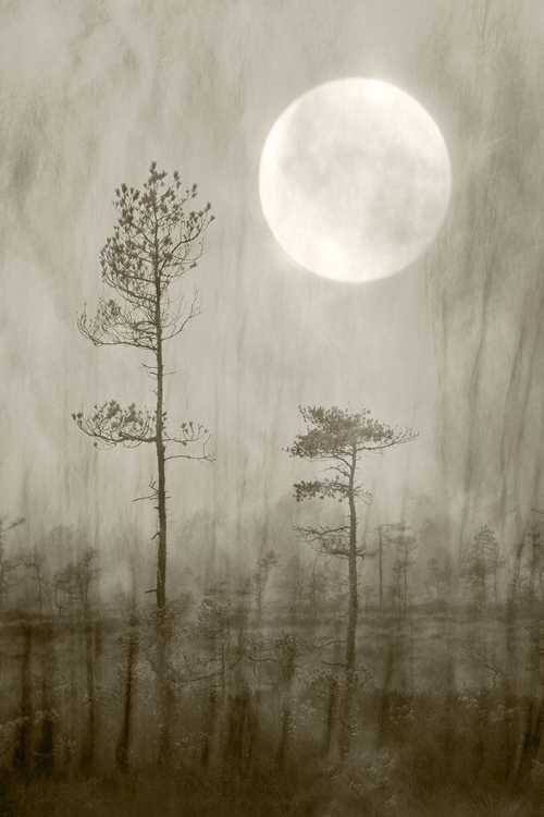 Picture of MOONLIGHT MOOR