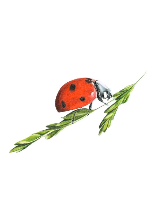 Picture of LADYBIRD