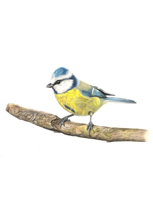 Picture of BLUETIT