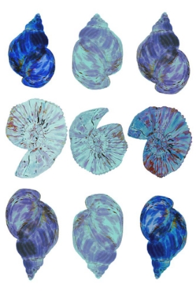 Picture of BLUE SEA SHELLS POSTER