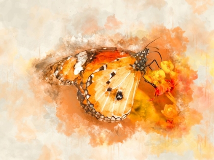 Picture of CLOSING BUTTERFLY