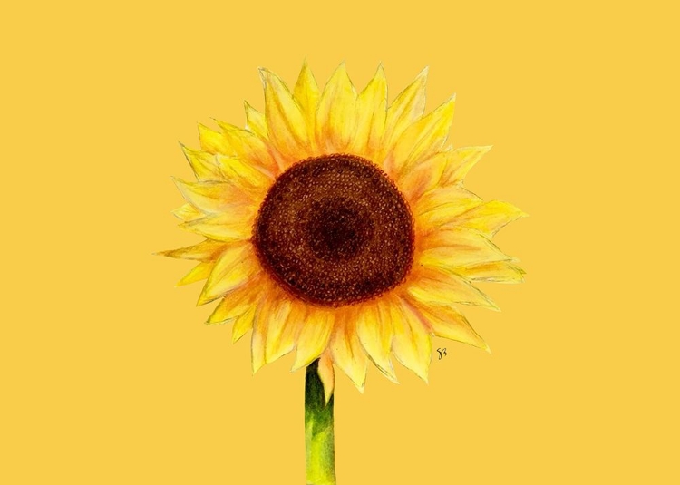 Picture of SUNFLOWER