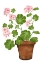 Picture of PINK GERANIUM