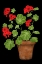 Picture of RED GERANIUM