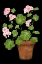 Picture of PINK GERANIUM