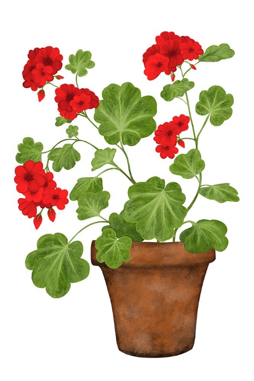 Picture of RED GERANIUM