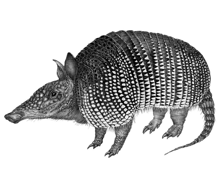 Picture of ARMADILLO DUVET