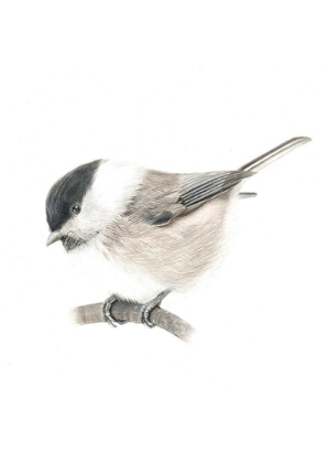 Picture of MARSH TIT