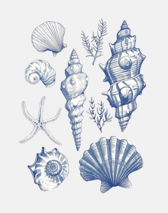 Picture of SHELL COLLAGE