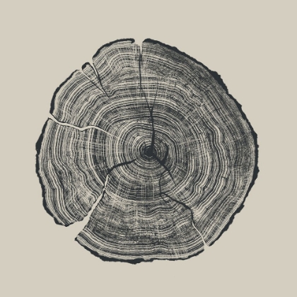Picture of HAND DRAWN OAK