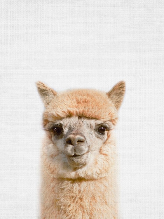 Picture of PEEKABOO ALPACA