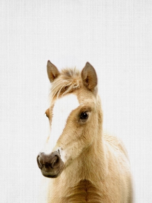 Picture of FOAL