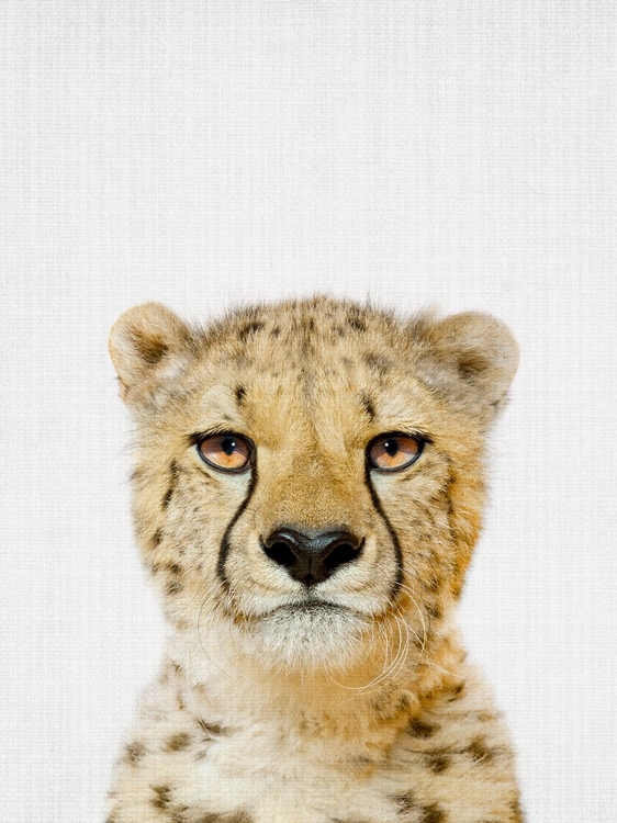 Picture of CHEETAH