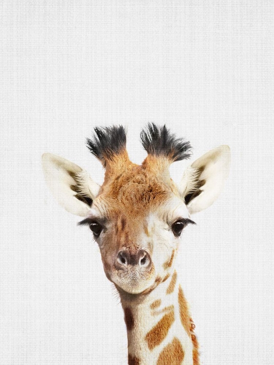 Picture of GIRAFFE