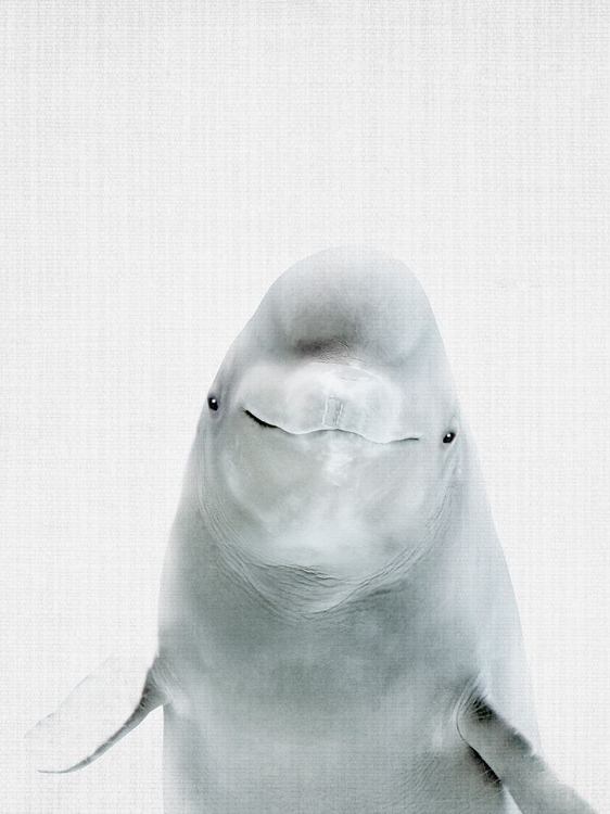 Picture of BELUGAWHALE