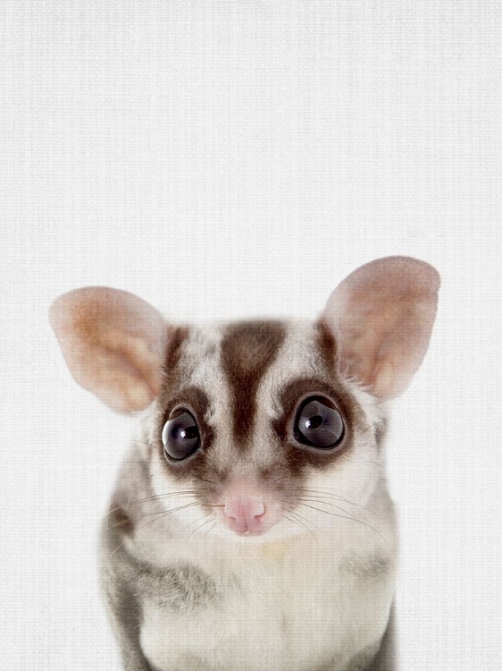 Picture of SUGARGLIDER