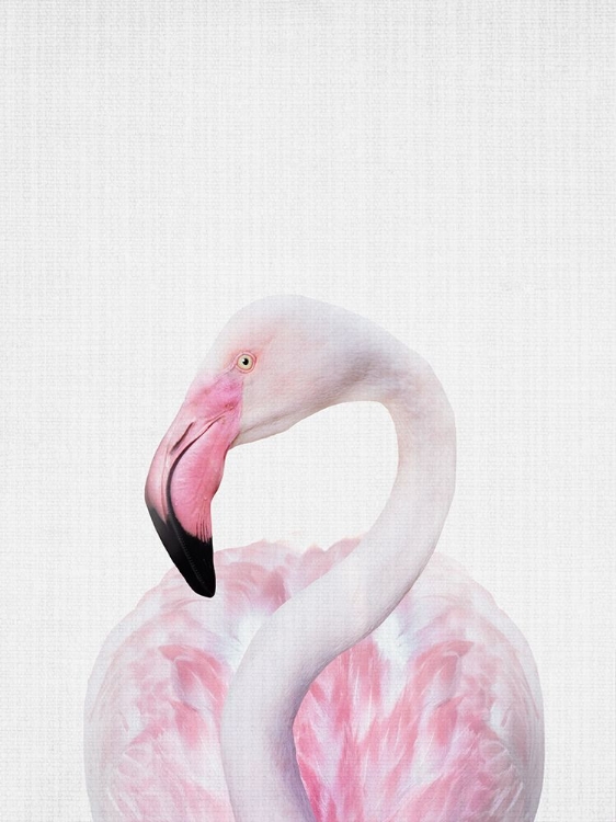 Picture of FLAMINGO