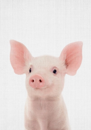 Picture of BABY PIG