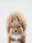 Picture of SQUIRREL