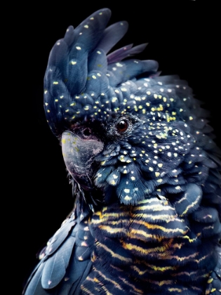 Picture of BLACKCOCKATOO2