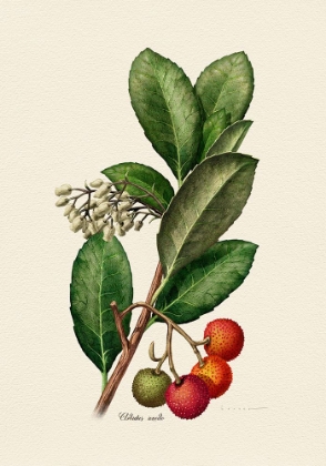 Picture of BOTANY   ARBUTUS UNEDO
