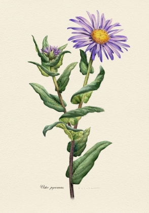 Picture of BOTANY   ASTER PYRENAEUS
