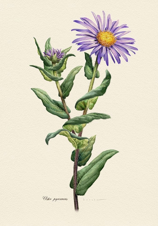 Picture of BOTANY   ASTER PYRENAEUS