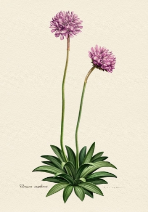 Picture of BOTANY   ARMERIA CANTABRICA