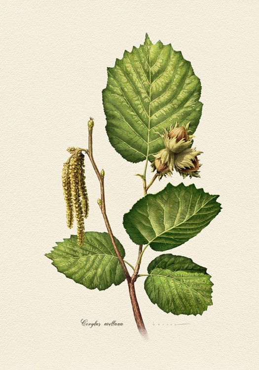 Picture of BOTANY   CORYLUS AVELLANA