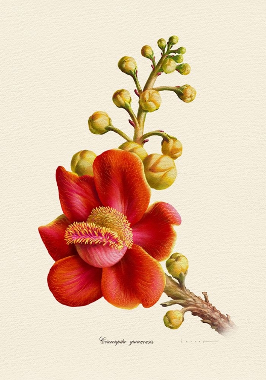 Picture of BOTANY   COUROUPITA GUIANENSIS