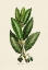 Picture of BOTANY   LAURUS NOBILIS