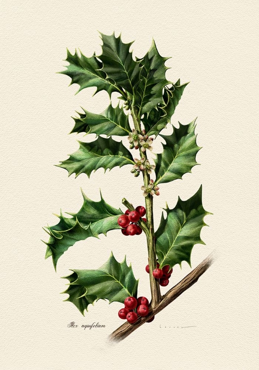 Picture of BOTANY   ILEX AQUIFOLIUM