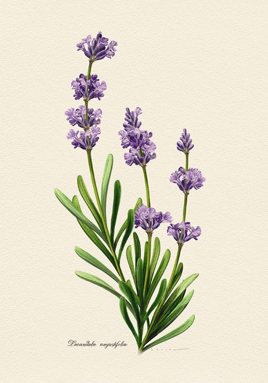 Picture of BOTANY   LAVANDULA ANGUSTIFOLIA