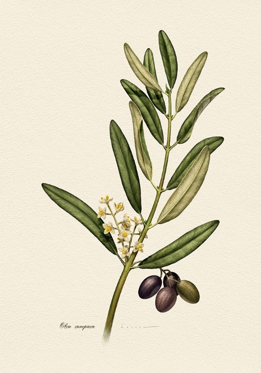 Picture of BOTANY   OLEA EUROAPEA