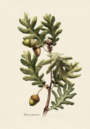 Picture of BOTANY   QUERCUS PYRENAICA