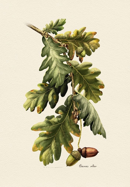 Picture of BOTANY   QUERCUS ROBUR