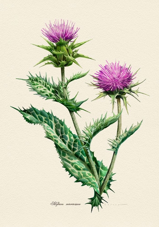 Picture of BOTANY   SILYBUM MARIANUM