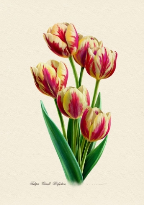 Picture of BOTANY   TULIPA GRAND PERFECTION
