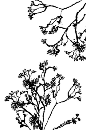 Picture of BLOSSOM TREES SILHOUETTE
