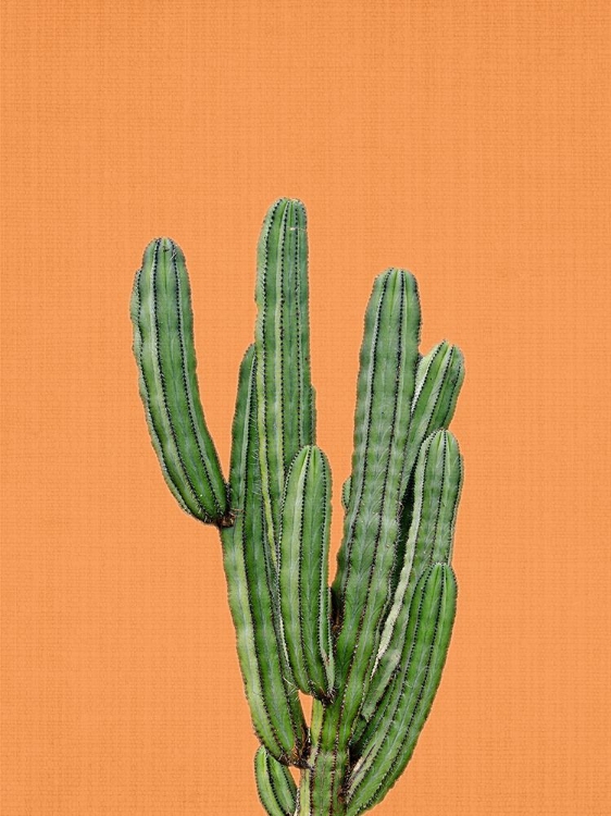 Picture of ORANGE CACTUS