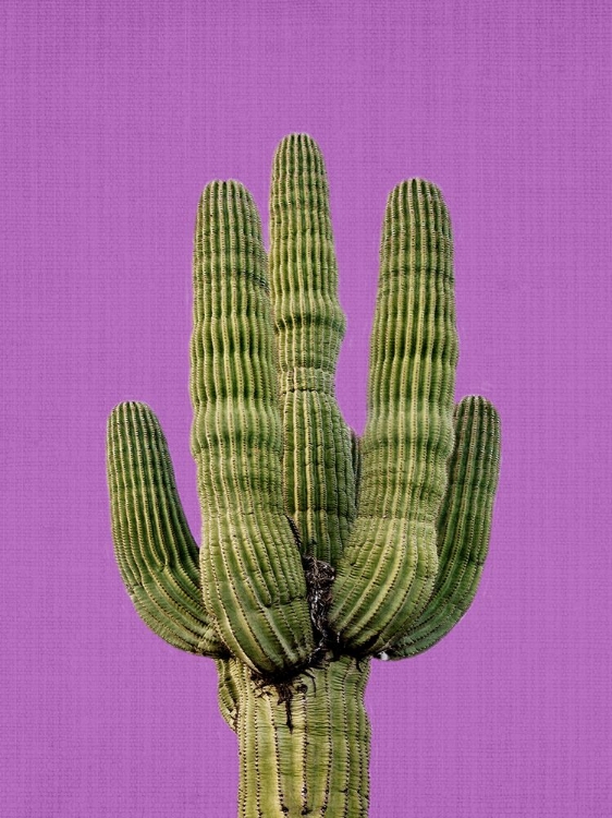 Picture of PURPLE CACTUS